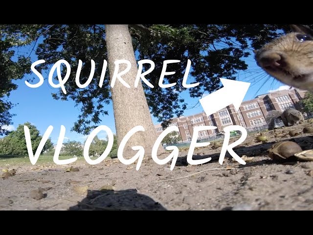Squirrel Steals GoPro And Accidentally Takes Amazing Footage On Tree - Video
