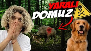 KÖPEĞİM OSCARLA ORMANDA YARALI DOMUZ GÖRDÜK! - TEHLİKEDEYİZ! 😱