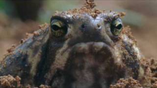 The Rain Frog