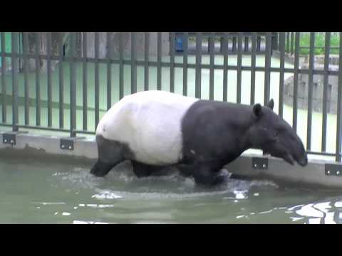 マレーバク 鳴き声と水浴び~Malayan Tapir