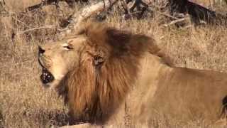 Loud Roar of a Male Lion