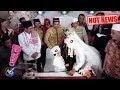 Download Hot News! Momen Lucu Saat Daus Mini Cium Kening Istri - Cumicam 09 Desember 2018 Hot News! Momen Lucu Saat Daus Mini Cium Kening Istri - Cumicam 09 Desember 2018