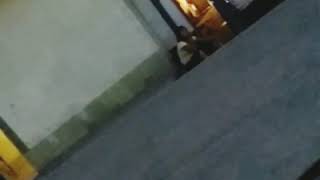 Видео На улице Кулиева до сих пор функционируют притоны с девушками лёгкого поведения от Карачач Шакирова, улица Рыскулова, Бишкек, Киргизия