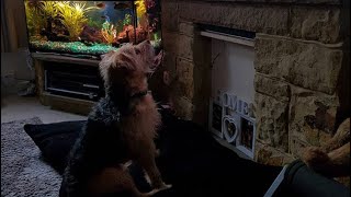 Patterdale Terriers