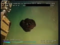 ROV video 1 creatures at depth