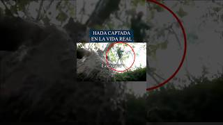 Hada Real Captada En Cámara Vivía En Su Jardín