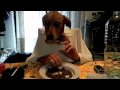 cani divertenti
