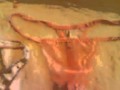 tanga de mama