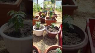 Présentation De Ma Serre Sur Mon Terrain À La Maison . Principe De Permaculture Juin 2017