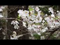    0:08 / 4:31   桜坂の桜