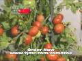 Tomato Tree, Grow Giant Tomatoes As Seen On TV