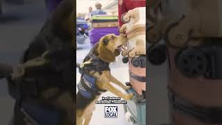 Man Kicks K9 Agent At Dulles So Hard The Dog Lifted Off The Ground Officials