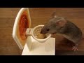 mice