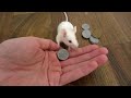 mice