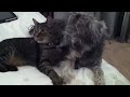 Funny Cats and Dogs Compilation