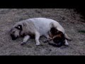dog breastfeeding cat
