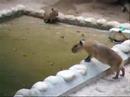 Baby capybaras．．．wanna swimming