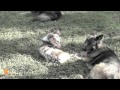 FinetunedCanines