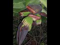 planter un bananier