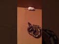 My Spider Ball Python Eating A Hopper images My Spider Ball Python Eating A Hopper