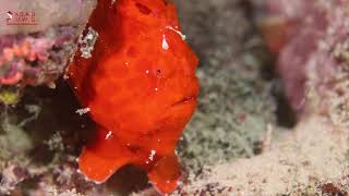 RED FROG FISH