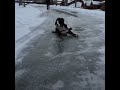 Bernese Puppy + Ice + Slow-Mo