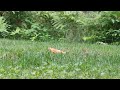 Adorable chipmunk devours pizza