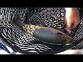 Yellowstone Lake Fishing for cutthroat trout