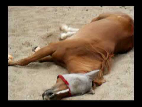 Baby Horses Sleeping