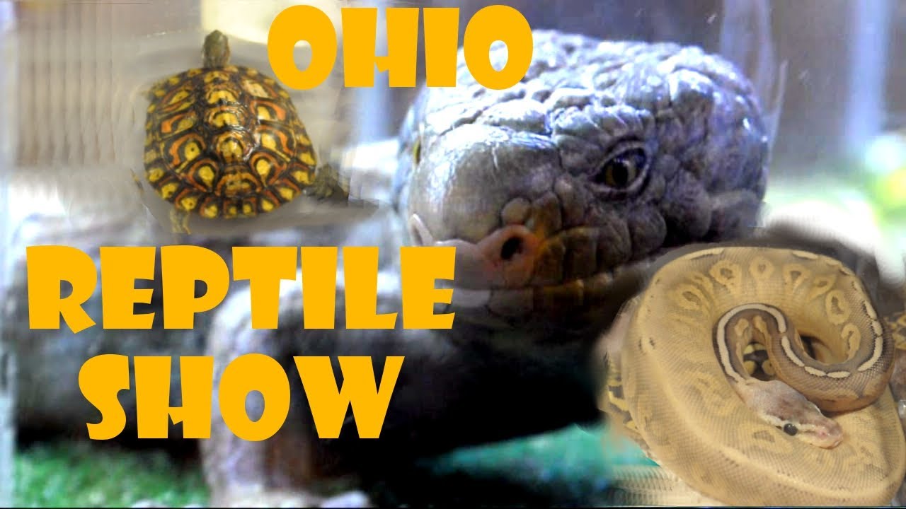 Reptile Show Columbus All Ohio (Jan 2013) - YouTube