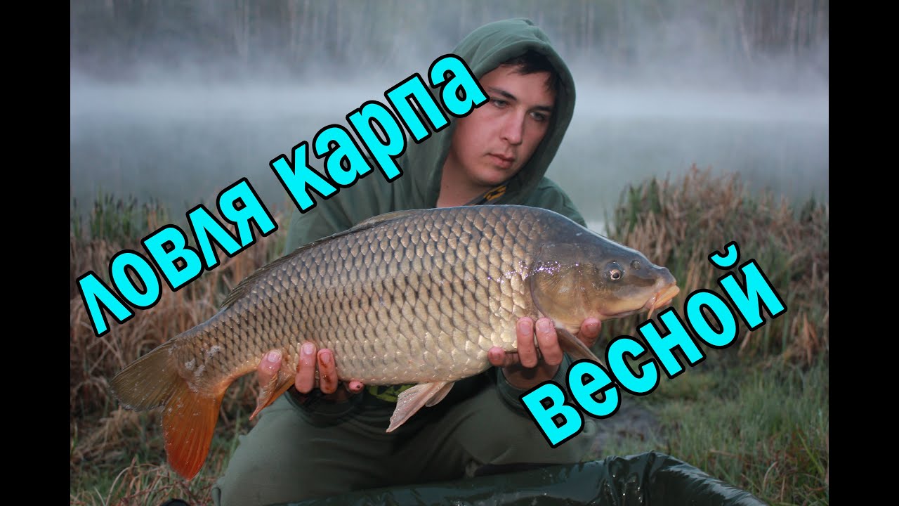 ловля карпа в краснодарском крае видео 2016 ловля карпа в краснодарском крае видео 2016