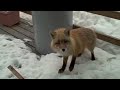 MAN AND BEAST - Part 12