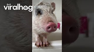 Roxy The Pig Takes A Bath || Viralhog