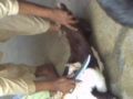 goat slaughtering