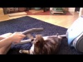 Muus the cat vs Vacuum