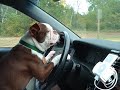 Keano Walks His Dog (Mispelt)