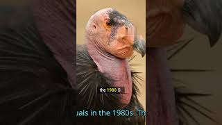 How 27 Birds Became 500 - The California Condors Amazing Comeback