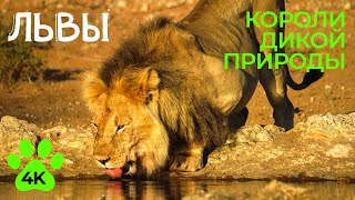 Львы - Короли Дикой Природы Африки - Документальный Фильм В 4К