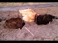 Chickens Dust Bath