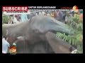image Penampakan Cacing Purba Raksasa Keluar Dari Tanah Gegerkan Warga Kamboja Youtube
