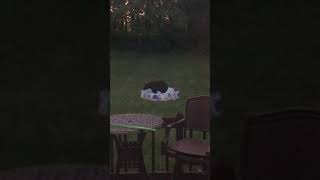 Bear Swimming In Bubbas Pool