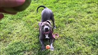 A1604143 Tinker