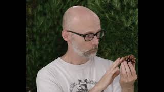 Moby - Little Baby Pinecone