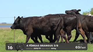 LOTE 16 - VENTRES BRANGUS - LEILÃO SÃO BIBIANO 2021