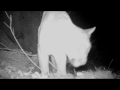 Mountain Lion feeding on a Coyote in the San Gabriel Mountains Part one. Mmm hungry cat.