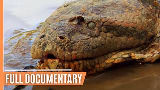 Deadly Encounter - Anaconda, the Silent Predator |  Documentary