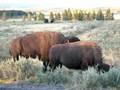 Yellowstone Bison Mating Call