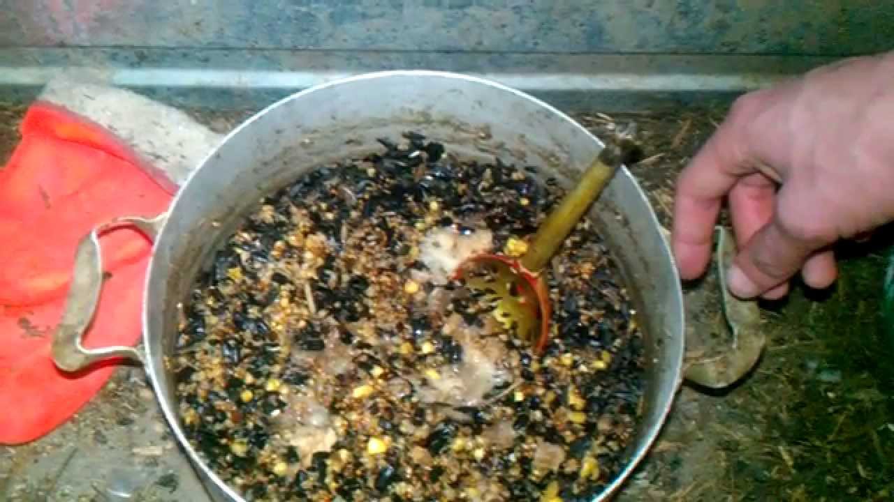 Что можно разводить в домашних условиях 959
