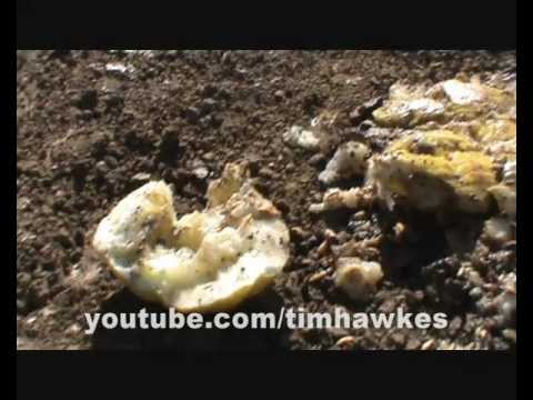 Honeydew Melon - Crushed by tank
