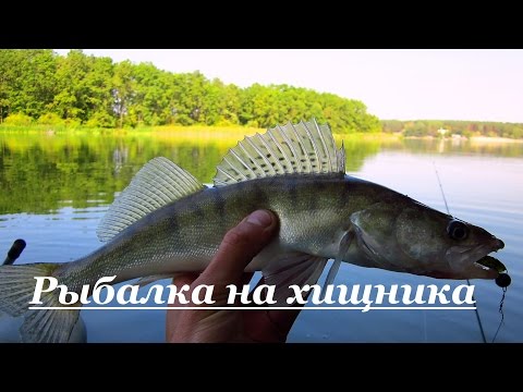 рыбалка на бомбарду на хищника рыбалка на бомбарду на хищника